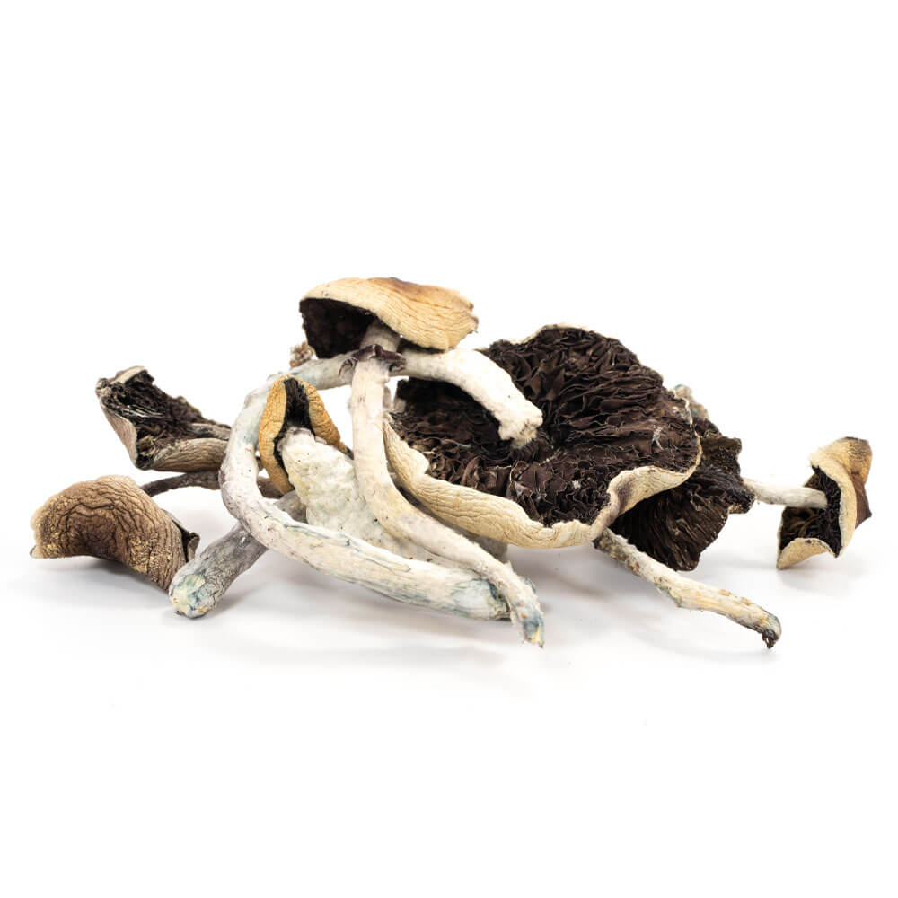 B-Cubensis-Mushrooms-2.jpg B Cubensis Mushrooms - Image 1