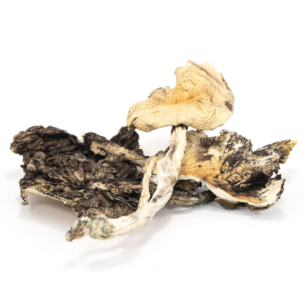 Brazilian-Cubensis.jpg Brazilian Cubensis Mushrooms - Image 1