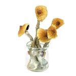 Brazilian Magic Mushrooms – Mungus