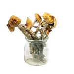 Creeper Magic Mushrooms – Mungus