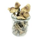Ecuadorian Tri Colour Magic Mushroom – Mungus
