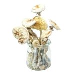 Rustic White Albino Magic Mushrooms – Mungus