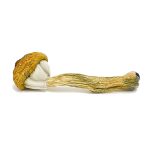 Treasure Coast Mushroom - Image 2